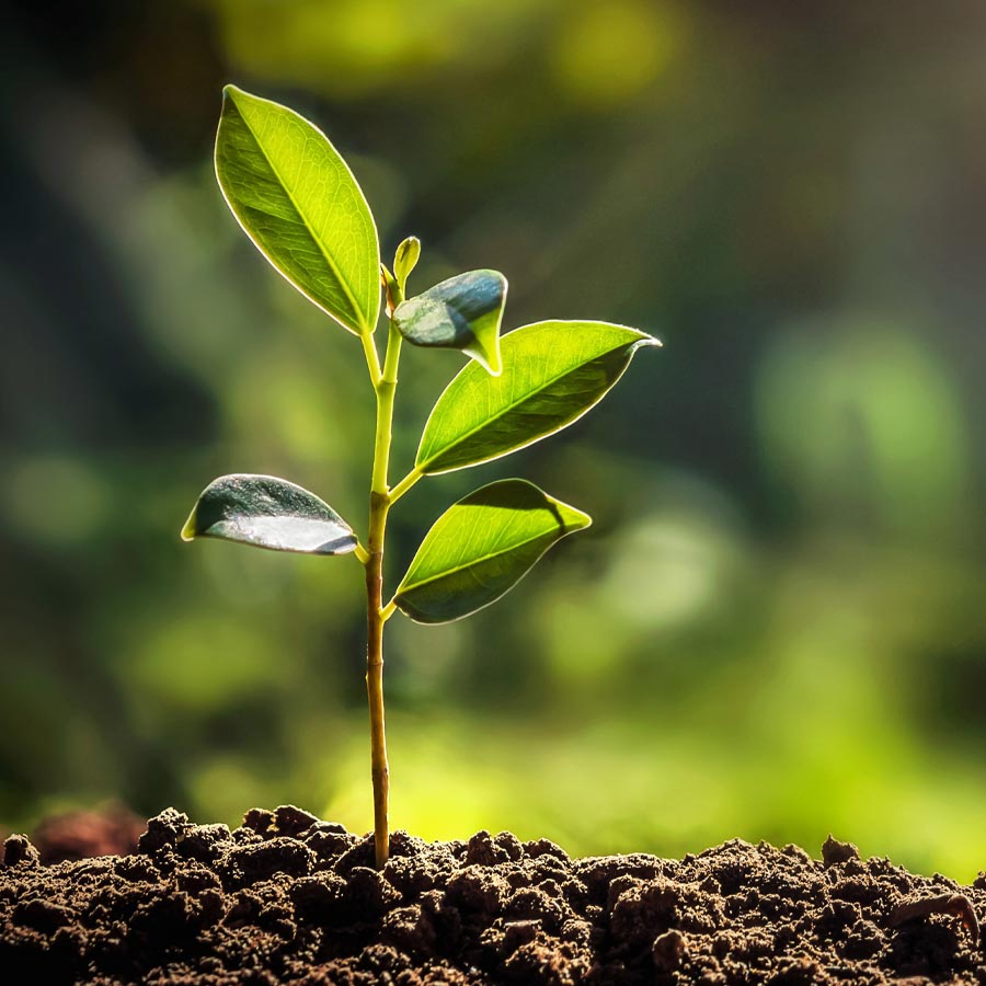 Camellia sinensis – Die Teepflanze für deinen Garten