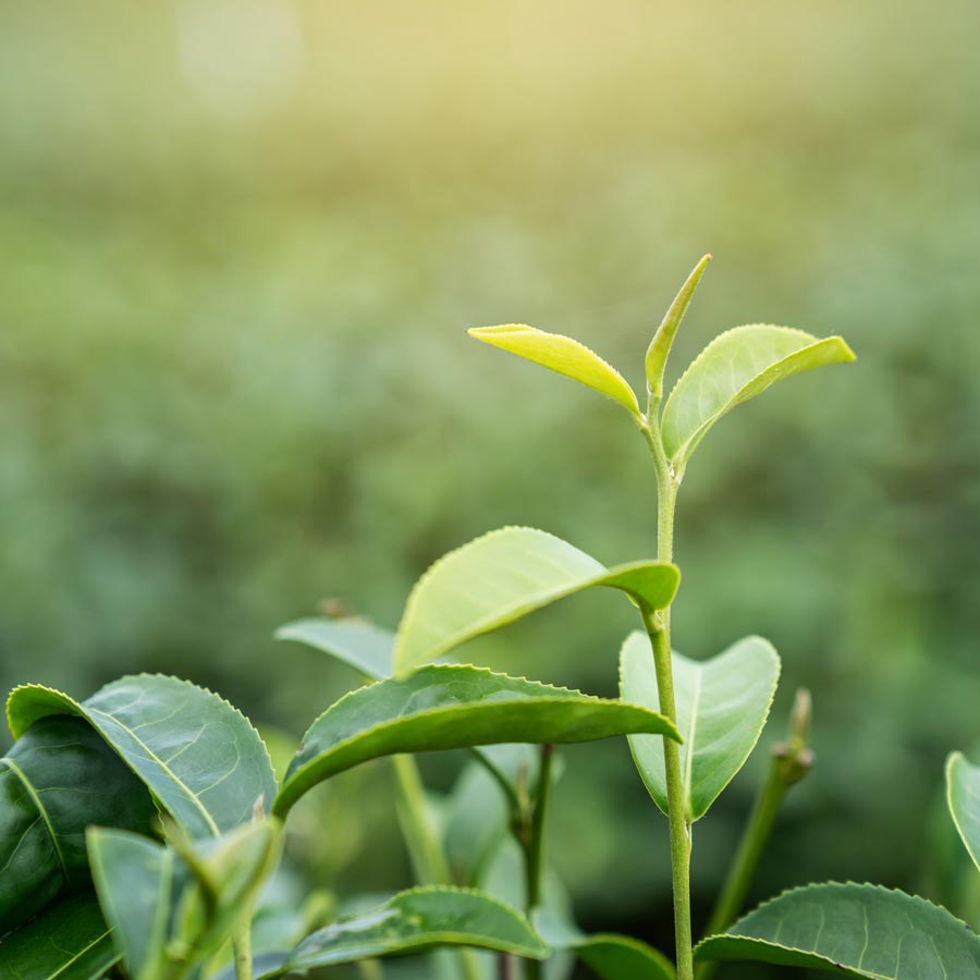 Teepflanze kaufen - Unser Weg zu nachhaltigem Teeanbau in Deutschland