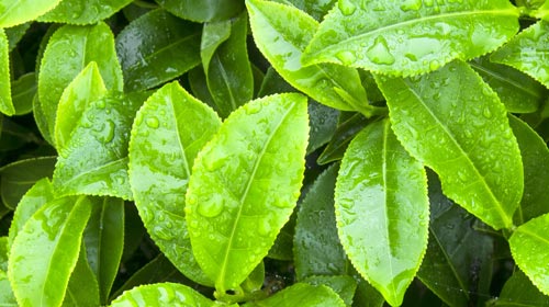 Wannong 85 – Eine robuste Teepflanze für dein Zuhause