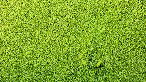 Bio-Matcha aus Japan – Nachhaltiger Teeanbau mit Tradition & Zukunft