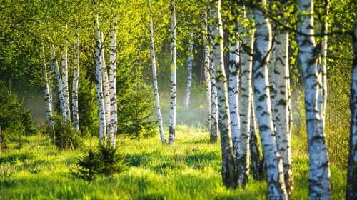 Wenn Birken im Tee wachsen - von Unkraut zum Kraftbaum