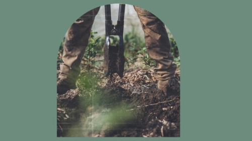 Teesamen aussäen - dein Weg zu eigenen Teefarm