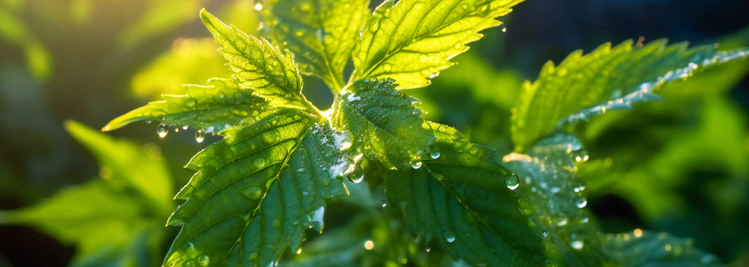Brennnesseltee - schmeckt das?
