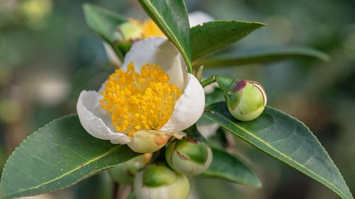 Camellien Bluete