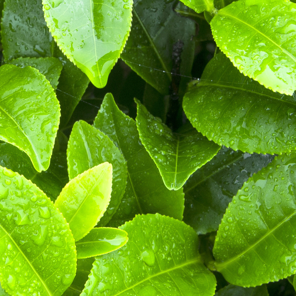 Natürlicher Dünger im Vergleich: Alpakawolle, Schafwolle und Biobizz