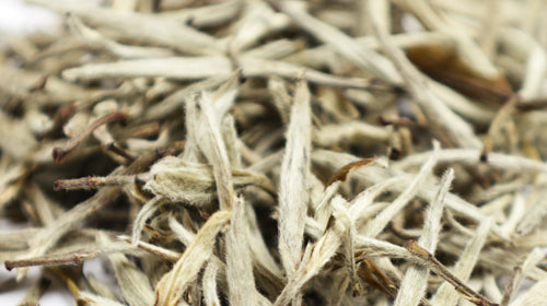 Wie Tee freie Radikale beeinflusst: Zellschutz durch Antioxidantien & Hormesis