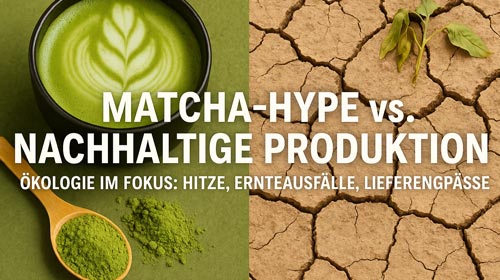 Matcha-Hype vs. Nachhaltige Produktion