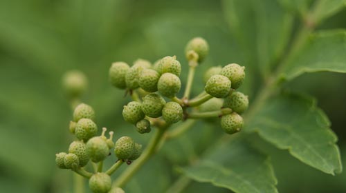 Sansho – Japans zitronig-scharfer Pfeffer mit betäubender Leichtigkeit