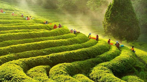 Der perfekte Standort für deine Teepflanze Camellia sinensis