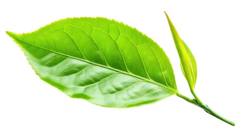 Mehr als ein Blatt: Die verborgene Kraft der Camellia sinensis