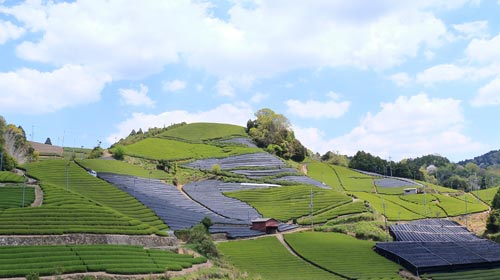 Die Kunst des Matcha: Was Growing Karma von Uji lernt