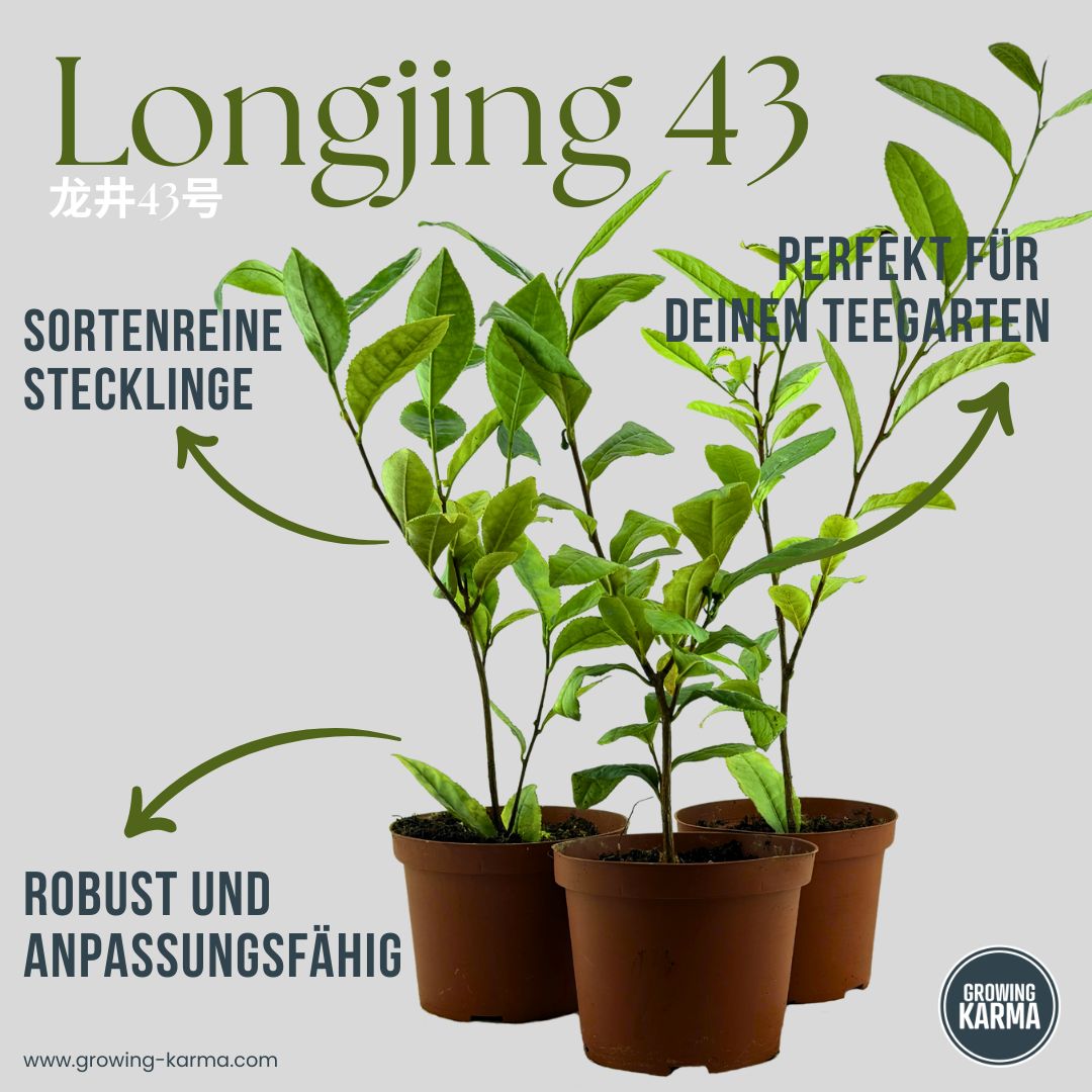 3er-Set-Longjing43-Stecklinge