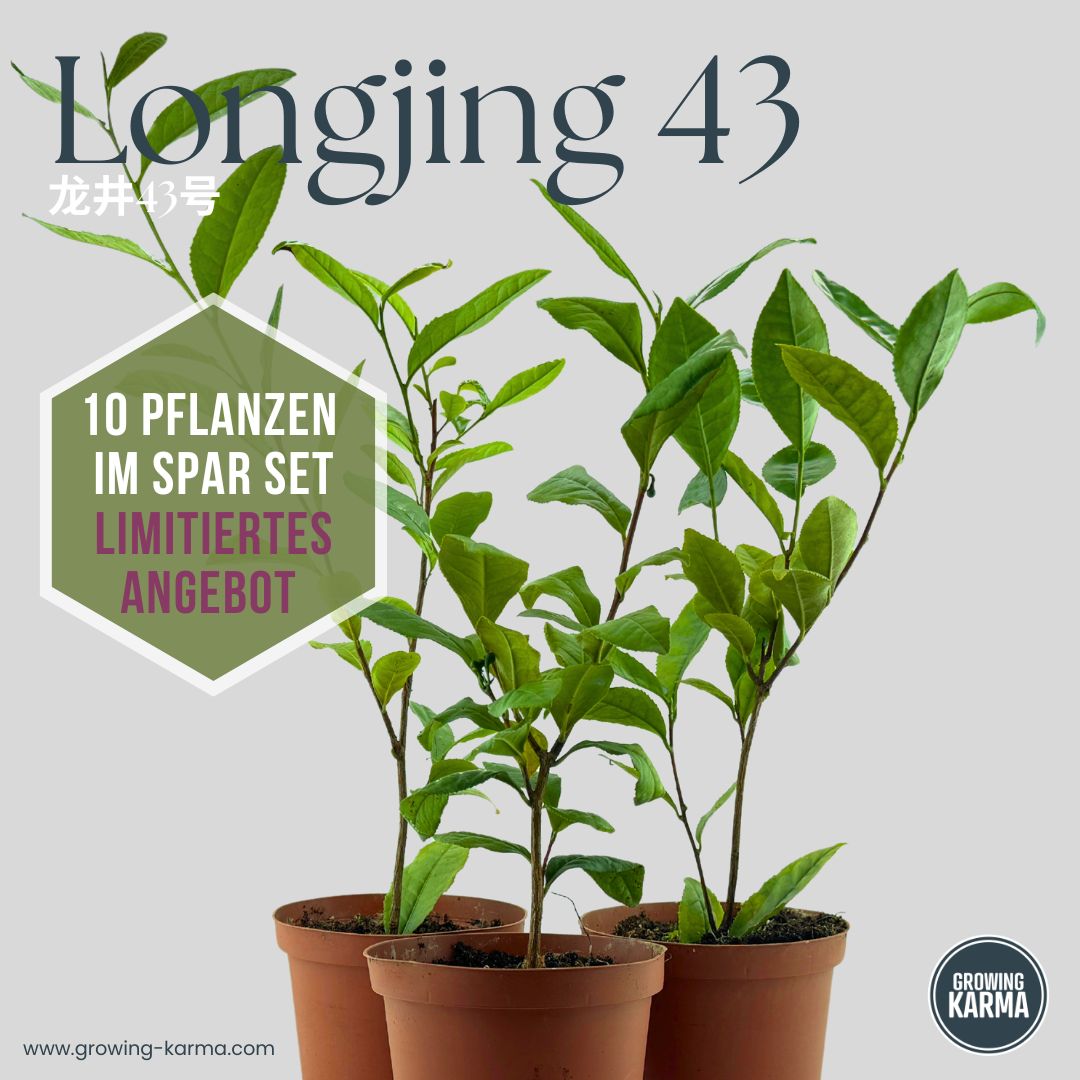 3er_Set_Longjing43_Stecklinge_1
