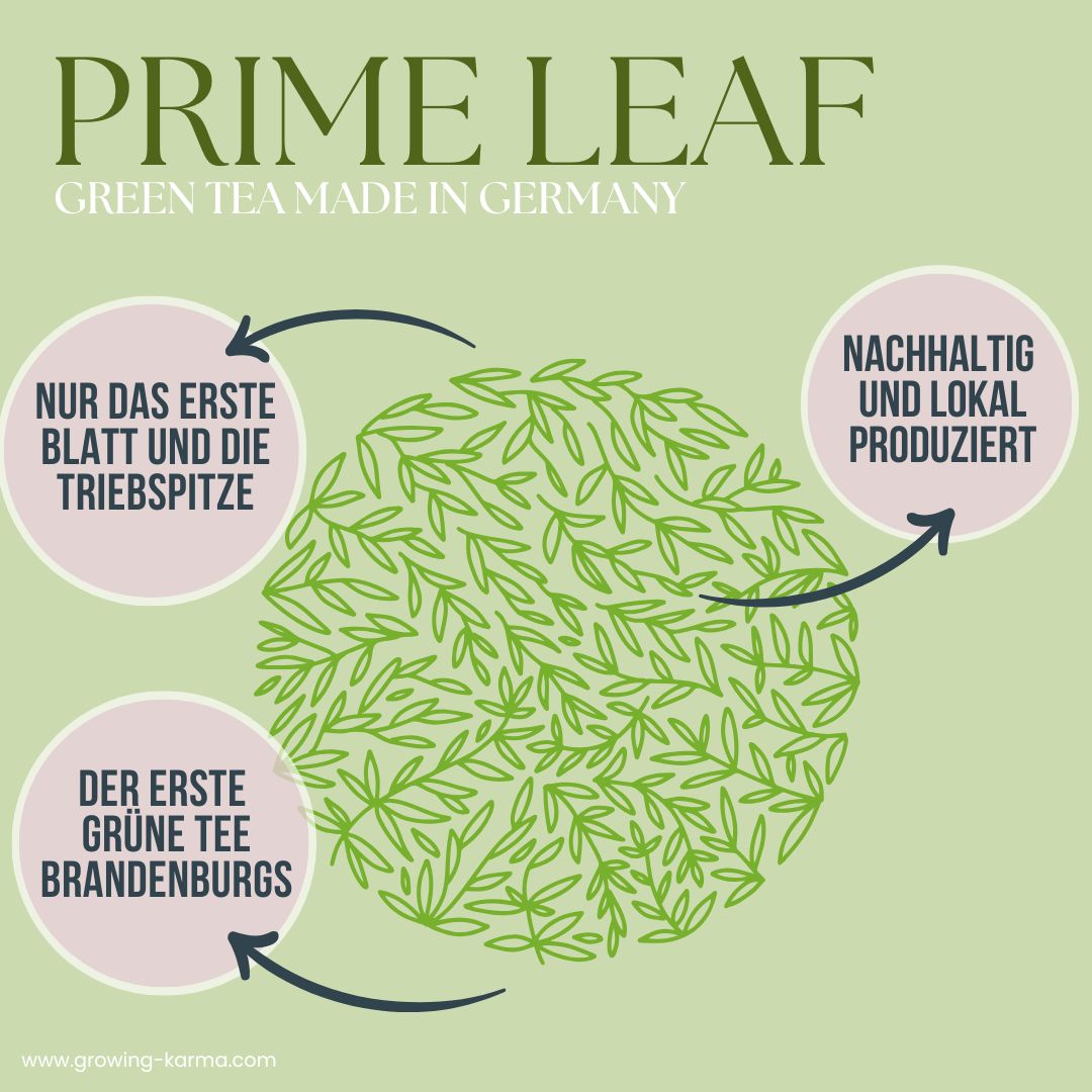 Growing Karma Prime Leaf Green Tea