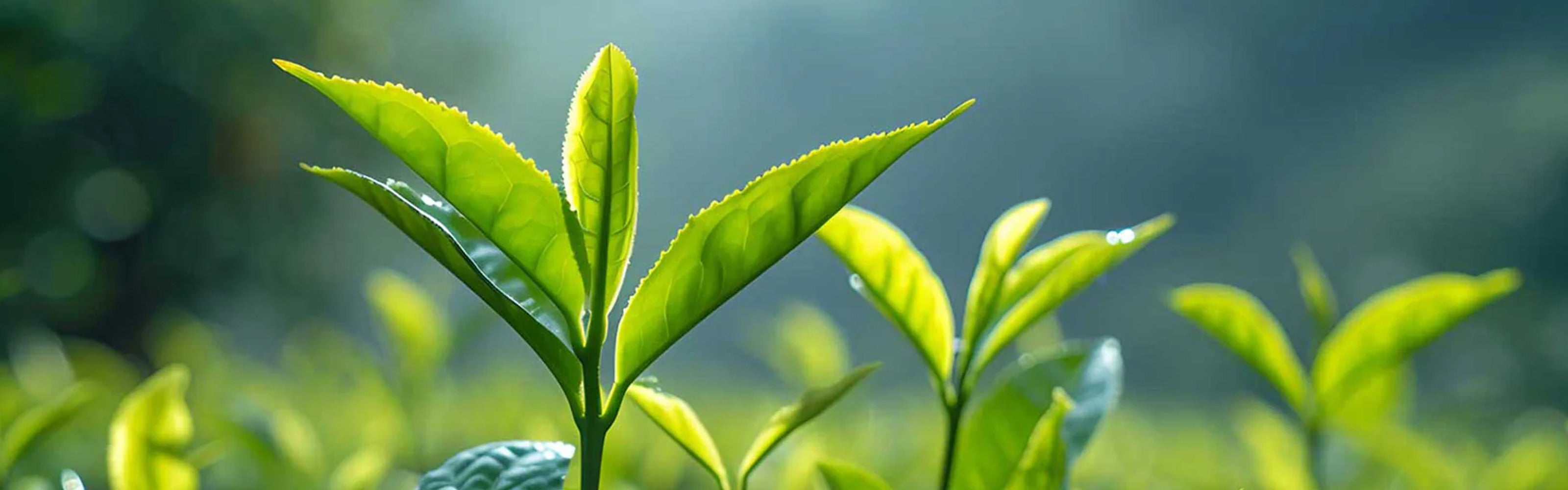 Junge frische Triebe von Teepflanzen