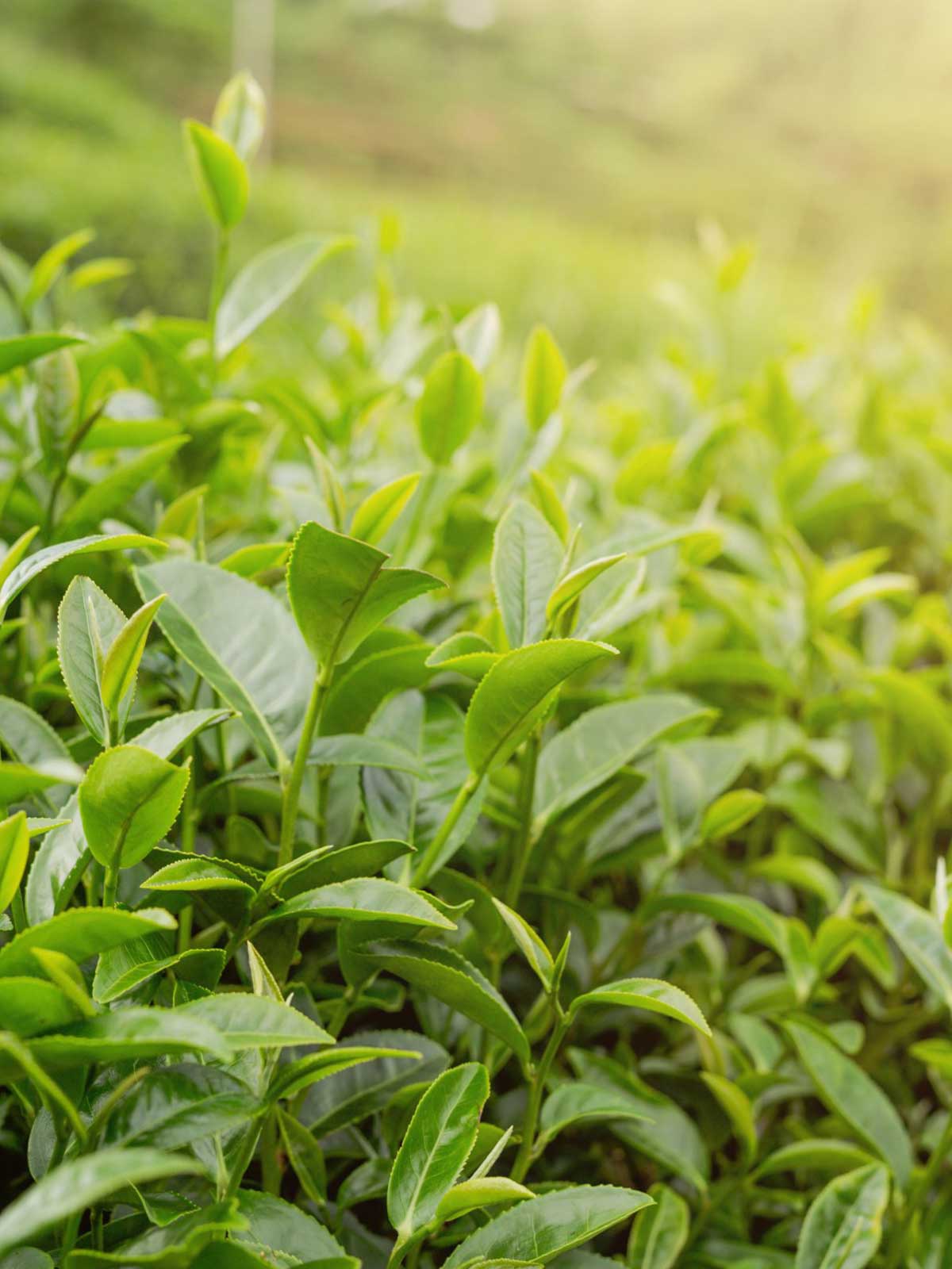 Baumpatenschaft Deutschland