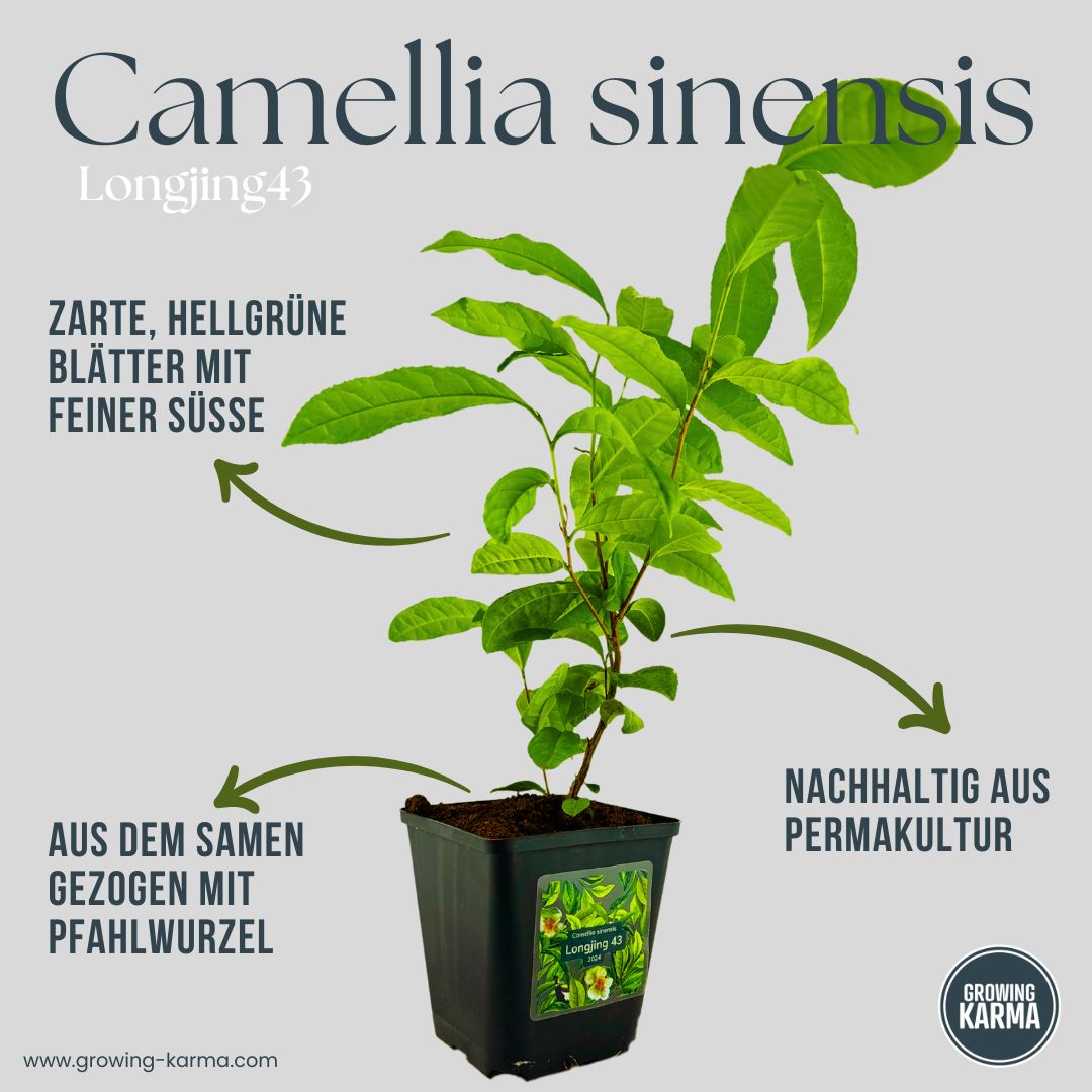 Teepflanzen kaufen Longjing 43 von Deutschlands größter Teefarm