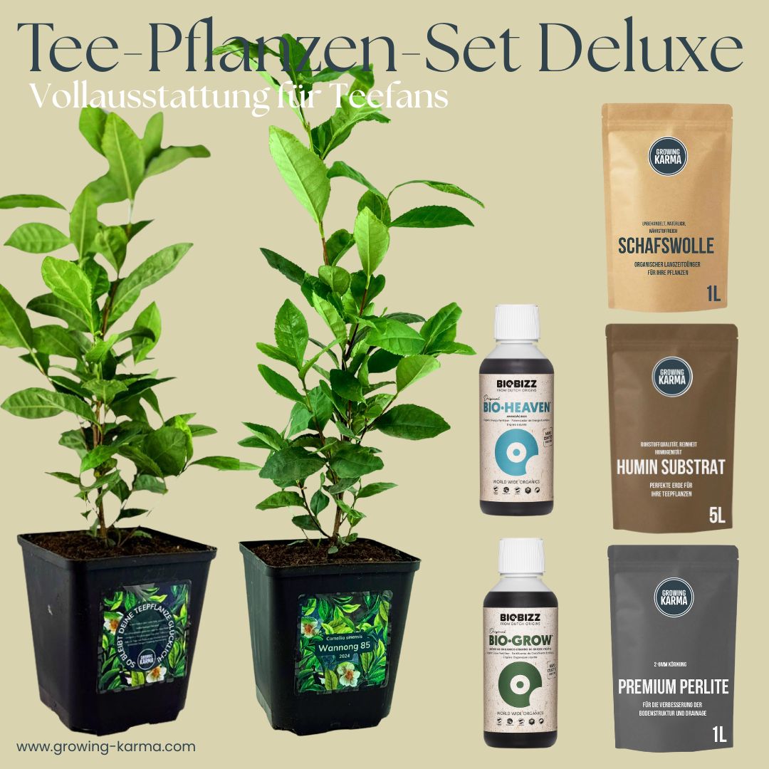 Tee-Pflanzen Set Deluxe – All-in Paket direkt zum loslegen