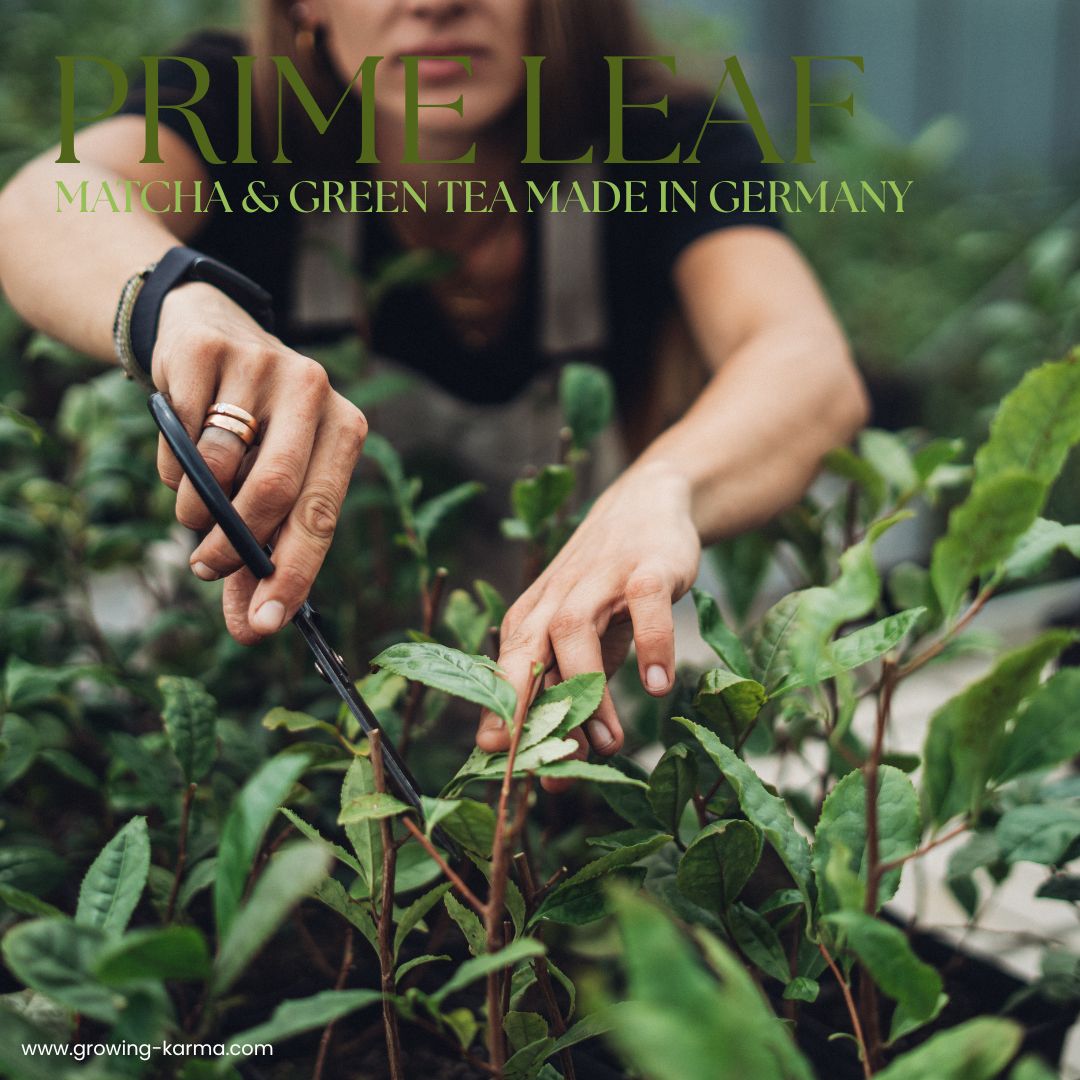 Growing Karma Prime Leaf Green Tea