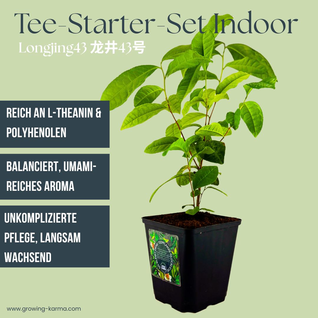 Tee Starter Set Indoor Wannong85