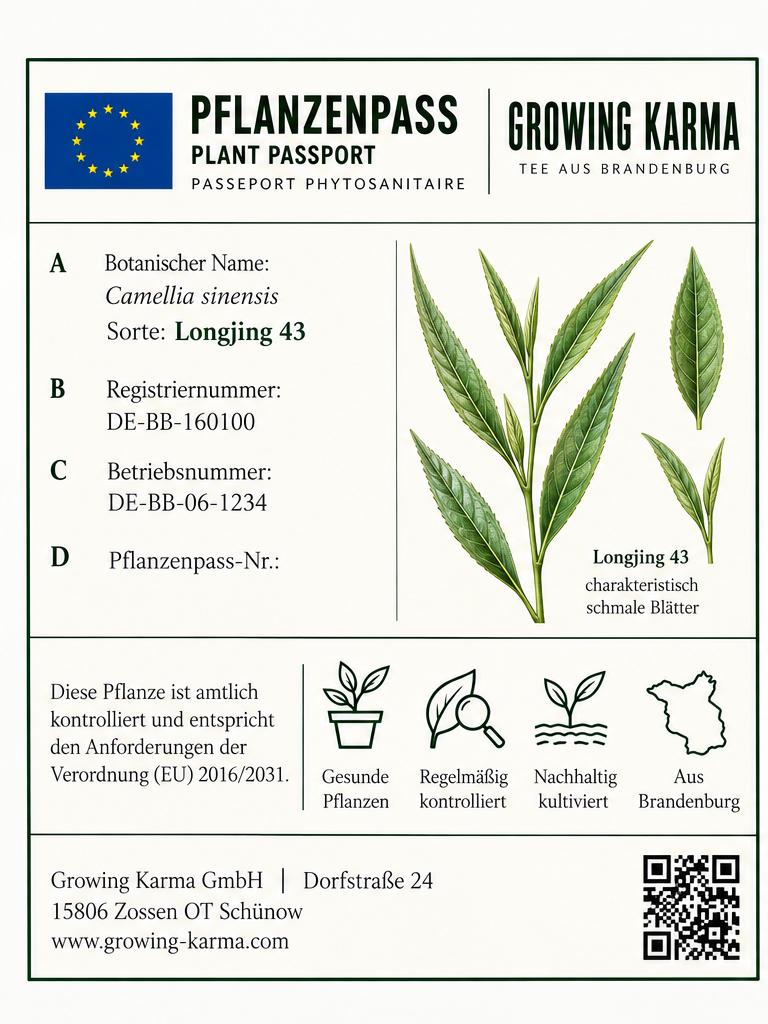 Pflanzenpass Camellia sinensis Longjing 43