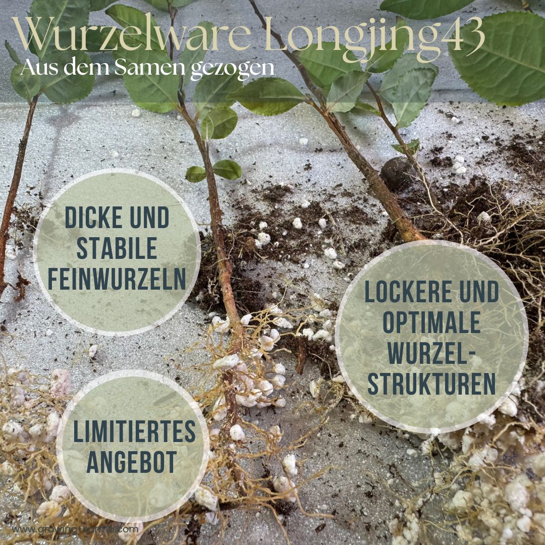 Longjing-43-Wurzelware