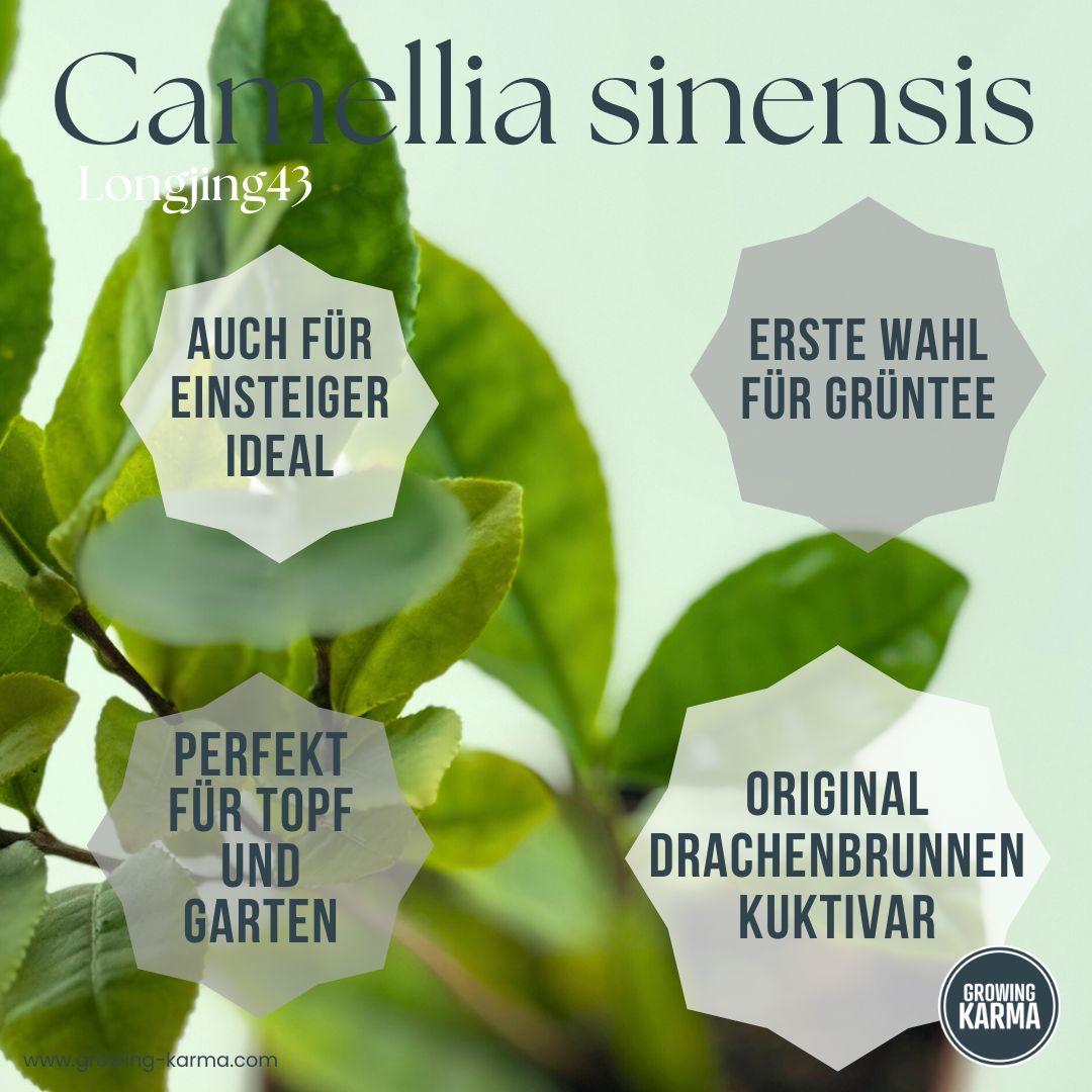 Longjing43-fuer-gruenen-Tee