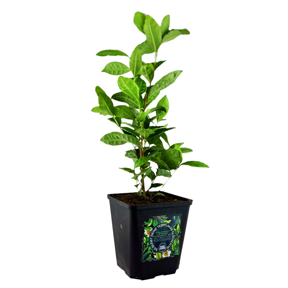 Camellia sinensis var. Longjing 43
