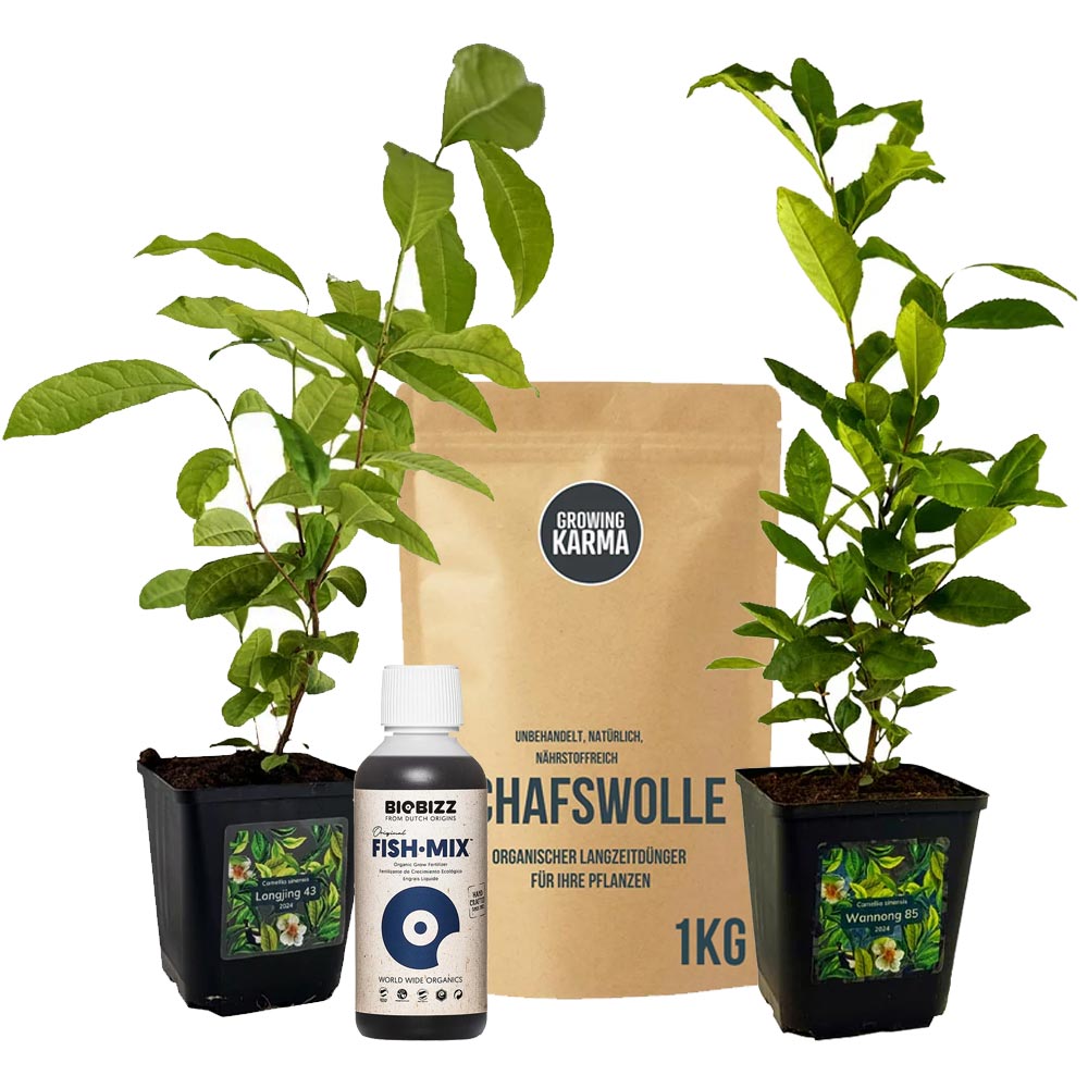 Teepflanzen Starter Set Longjing 43 & Wannong 85 | 1 kg Schafswolle & 250ml BioBizz Fish-Mix |