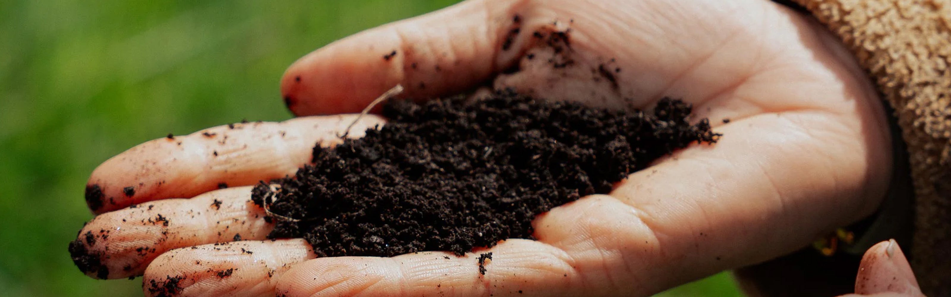 Pflanzerde für Teepflanzen