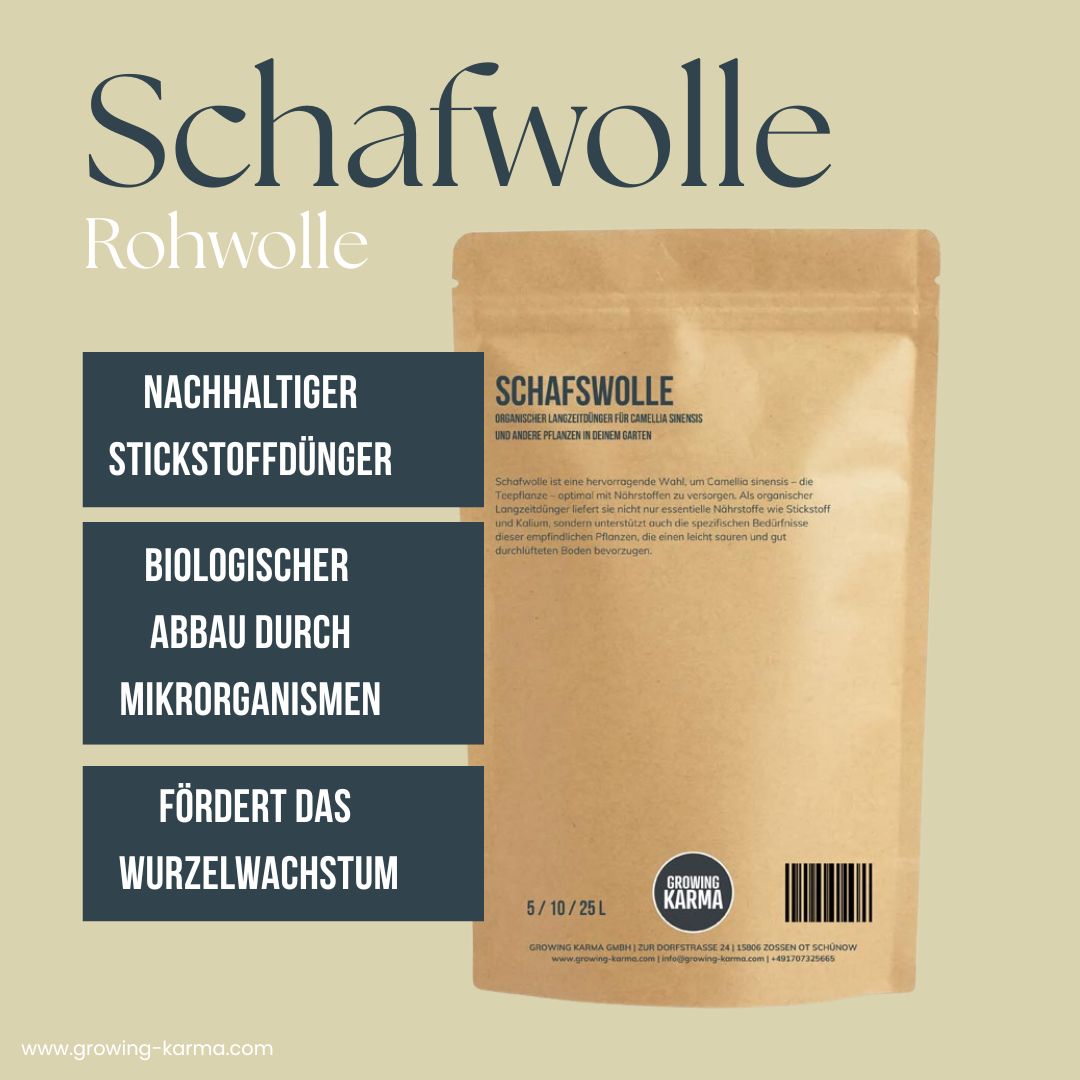 Schafswolle-Teepflanze