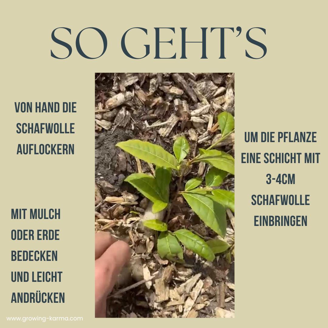 Schafwolle-fuer-Teepflanzen