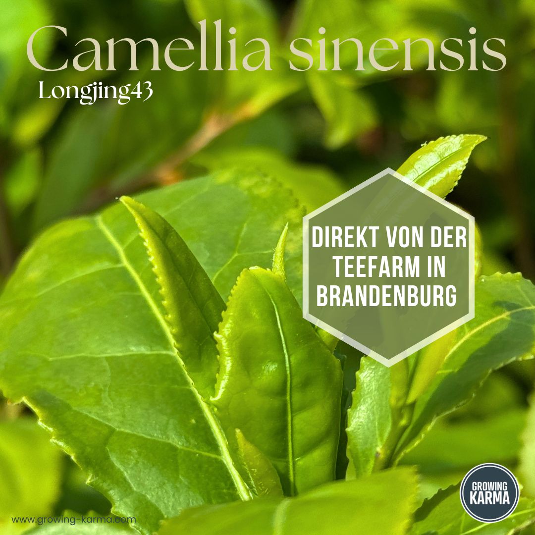 Tee-fuer-Matcha-Longjing43