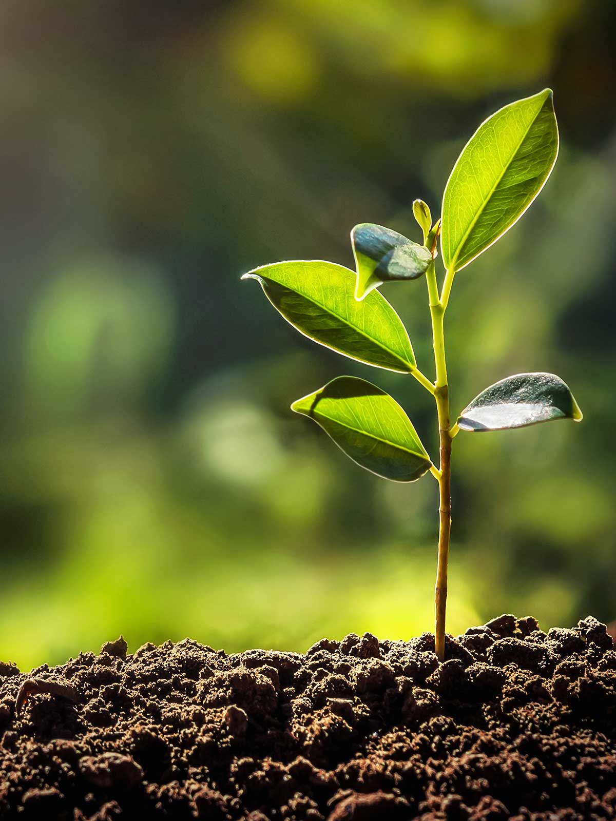 Teeflanze Patenschaft Growing Karma