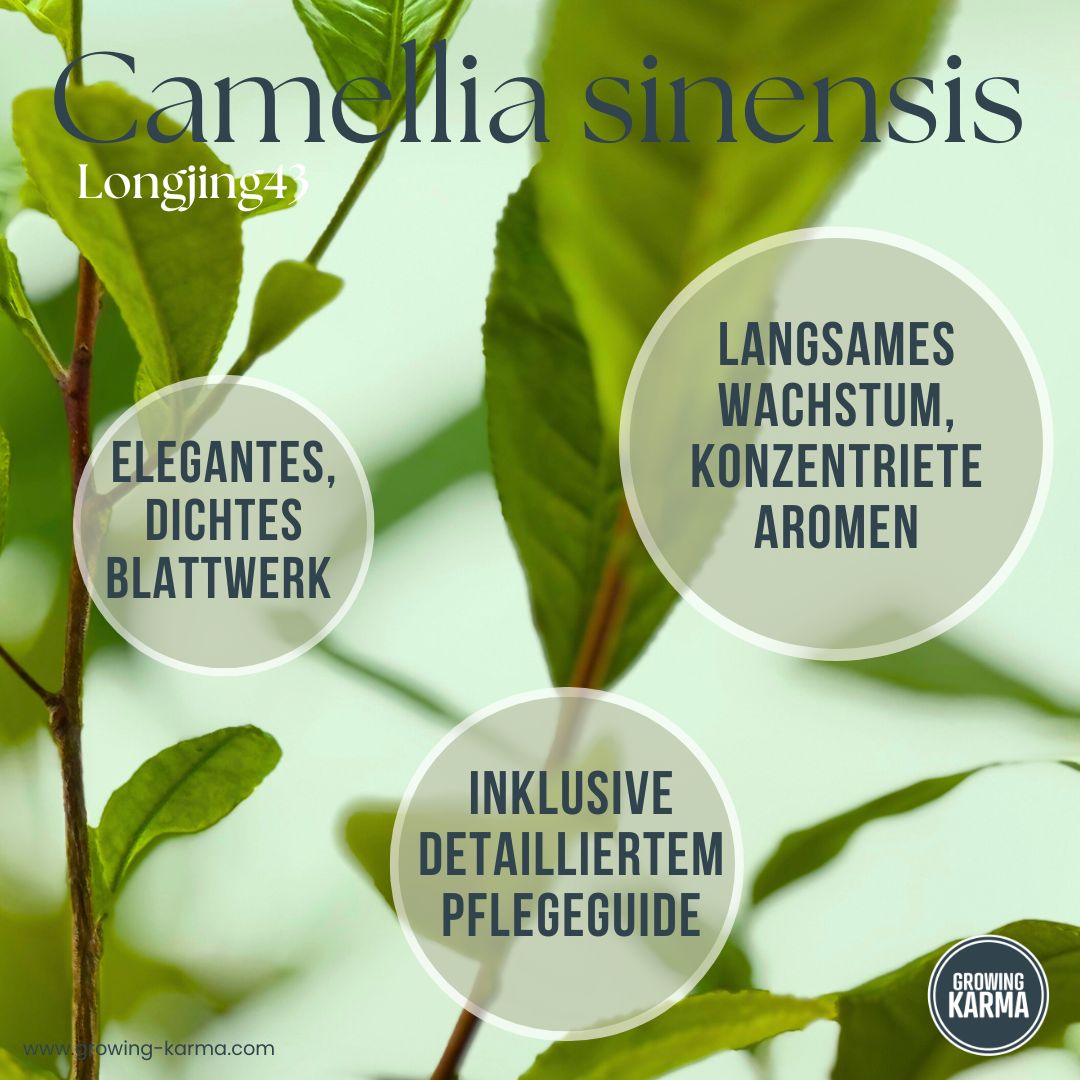 Teepflanze-aus-Samen