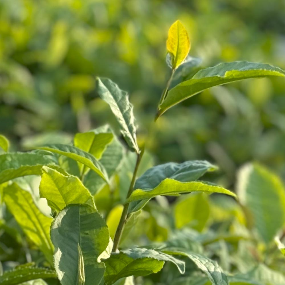Teepflanzen Starter Set Longjing 43 & Wannong 85 | 1 kg Schafswolle & 250ml BioBizz Fish-Mix |