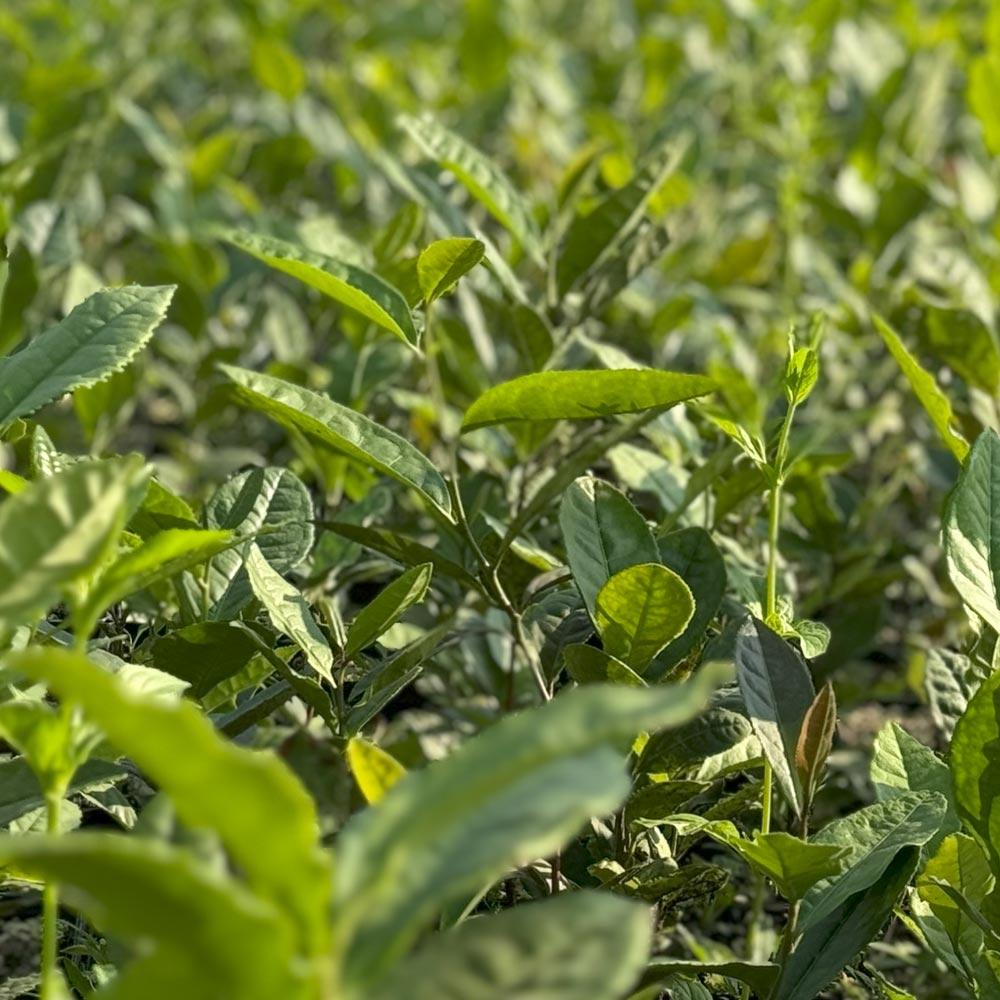 Teepflanze Camellia sinensis Wannong 85