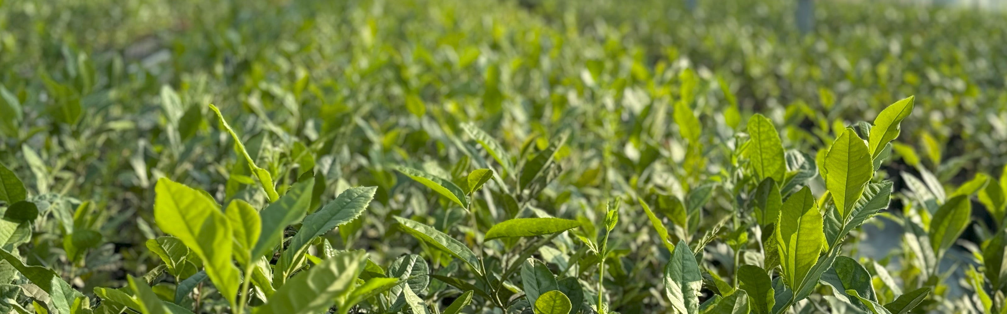Teepflanze im Greenhouse