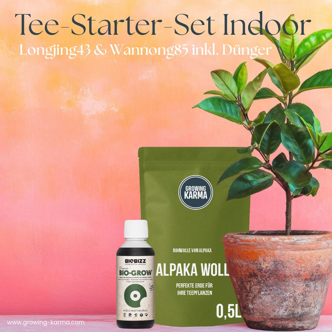 Teepflanze kaufen – Camellia sinensis Set für INDOOR