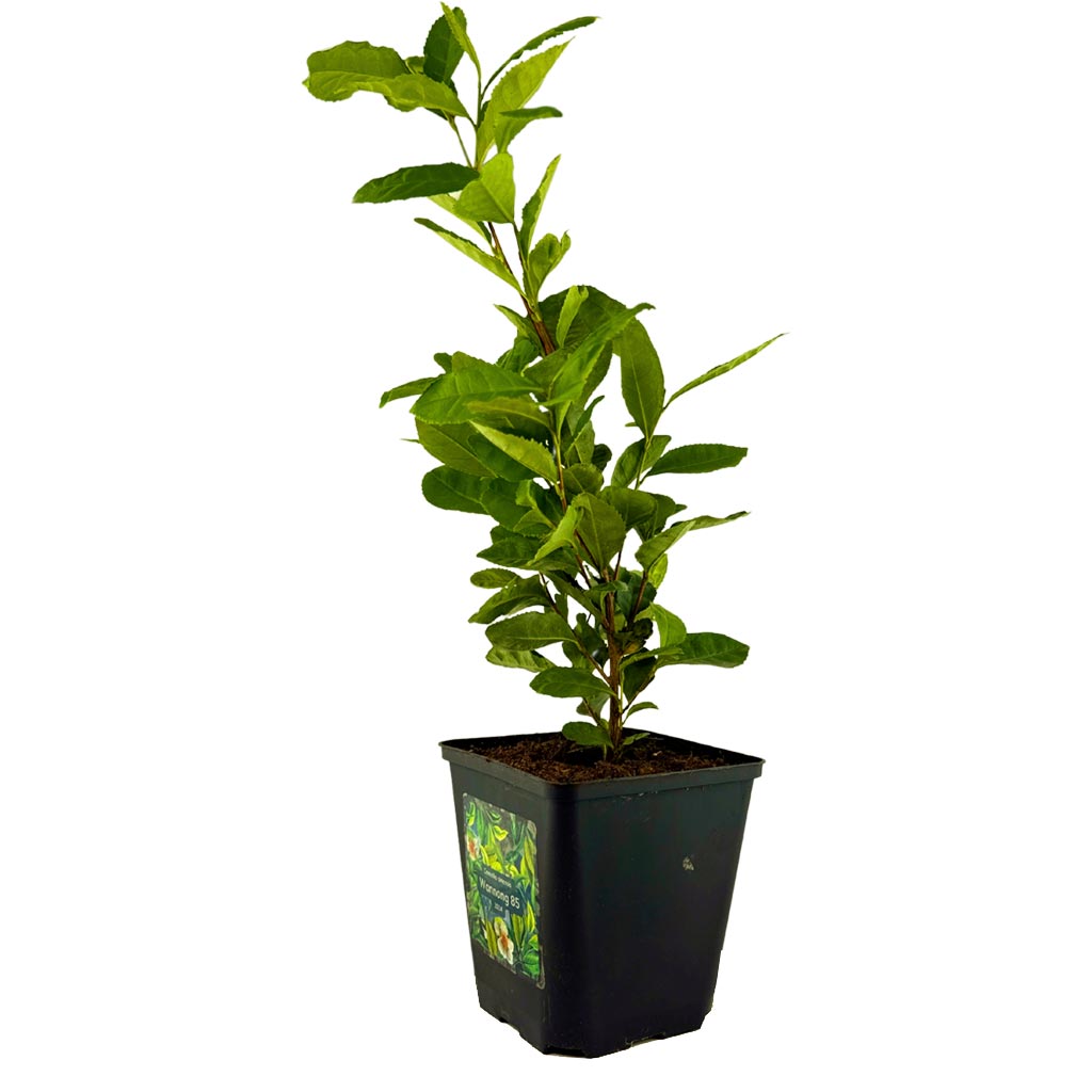 Camellia sinensis Wannong 85