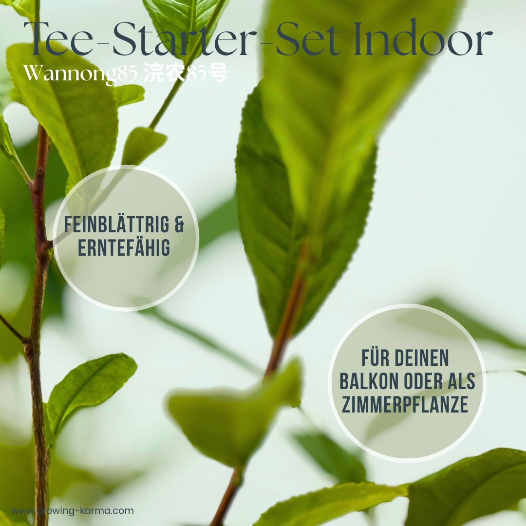Tee Starter Set Indoor Blätter