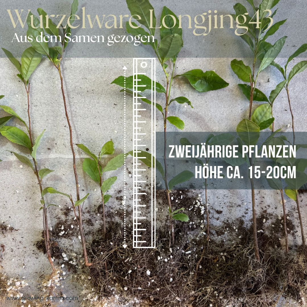 Wurzelware-Angebot