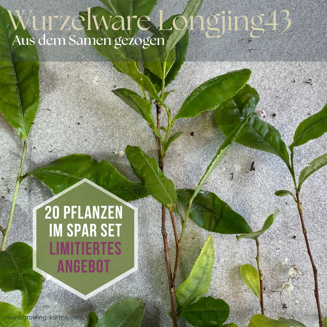 Wurzelware-Camellia-sinensis-Longjing43