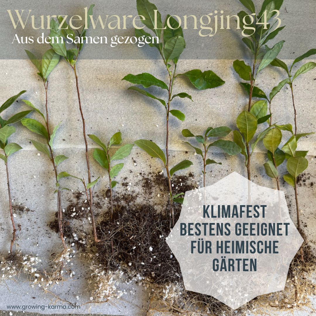 Wurzelware-Longjing43