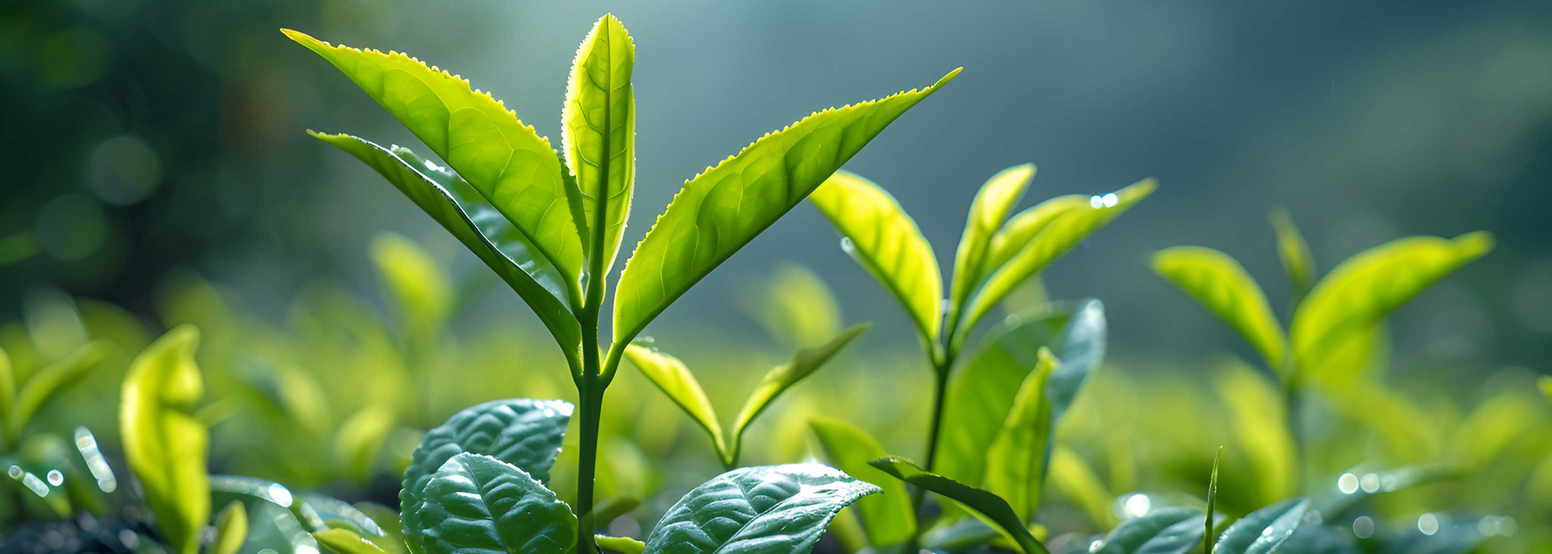 Baum und Tee Patenschaft