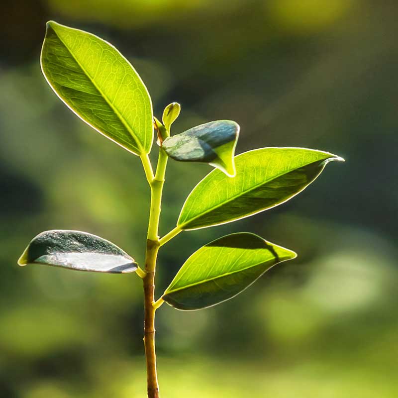 Grow your own tea from growing karma