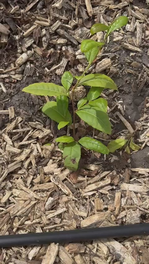 Video zum Verwenden von Schafwolle