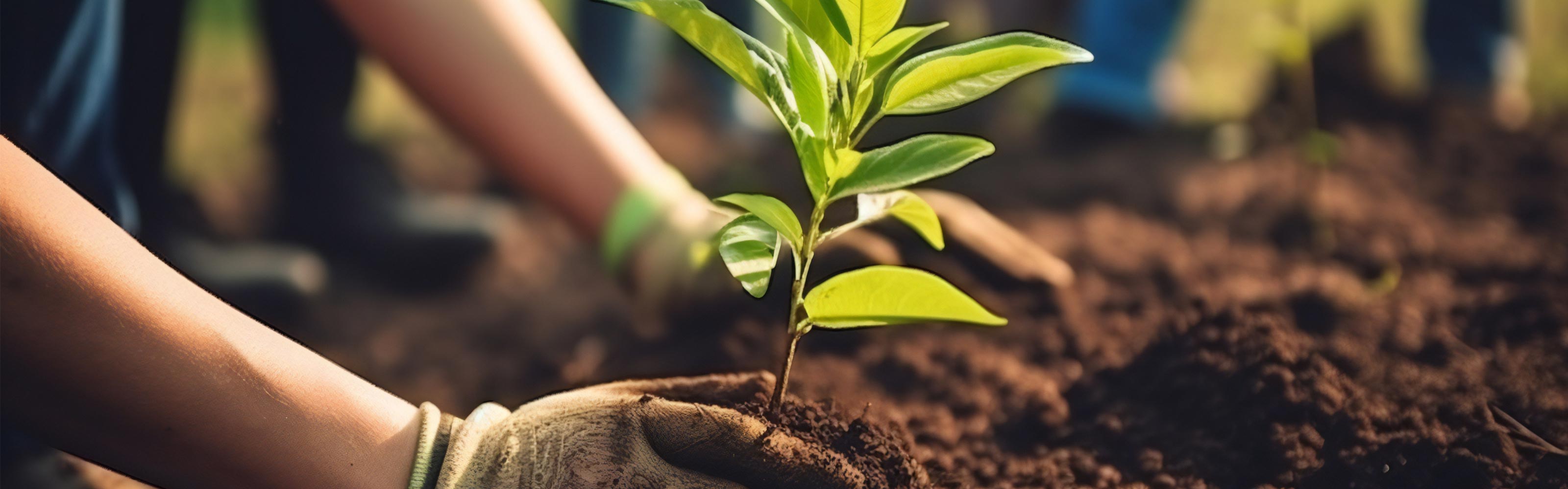 Tee anbauen in Schünow