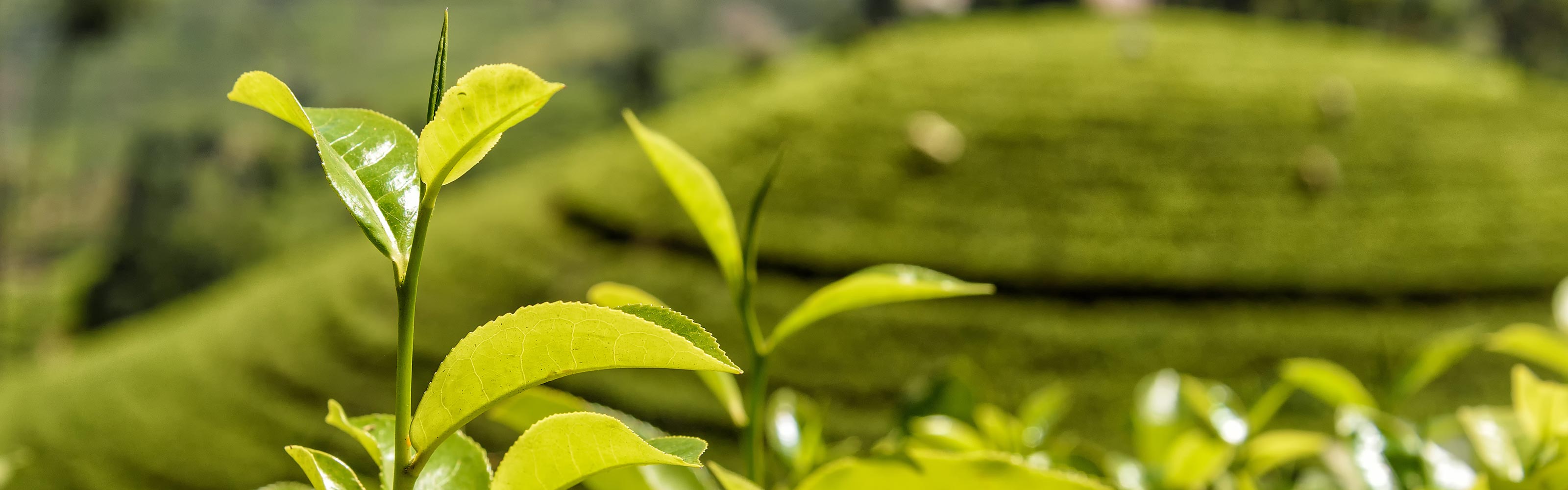 Junges Teeblatt Growing Karma