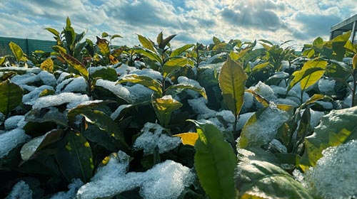 Tee im Schnee